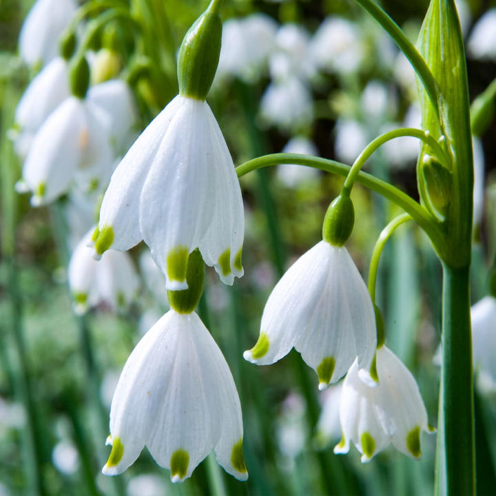 Zomerklokje Leucojum aestivum bloembollen, wit