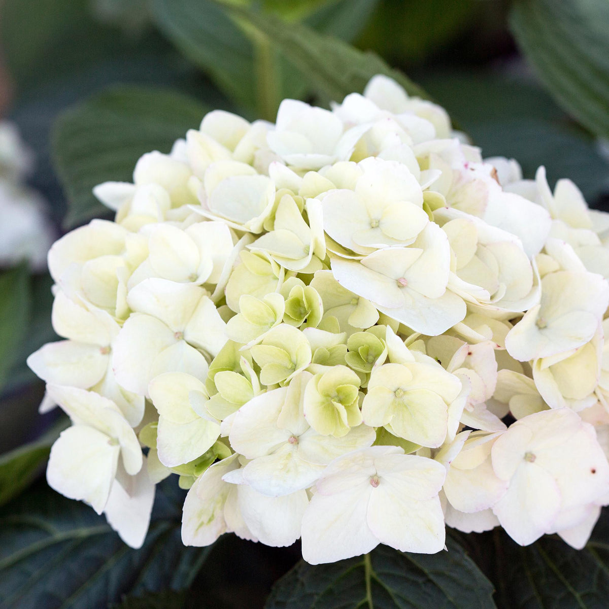 Hortensia Endless Summer The Bride, groene bladeren