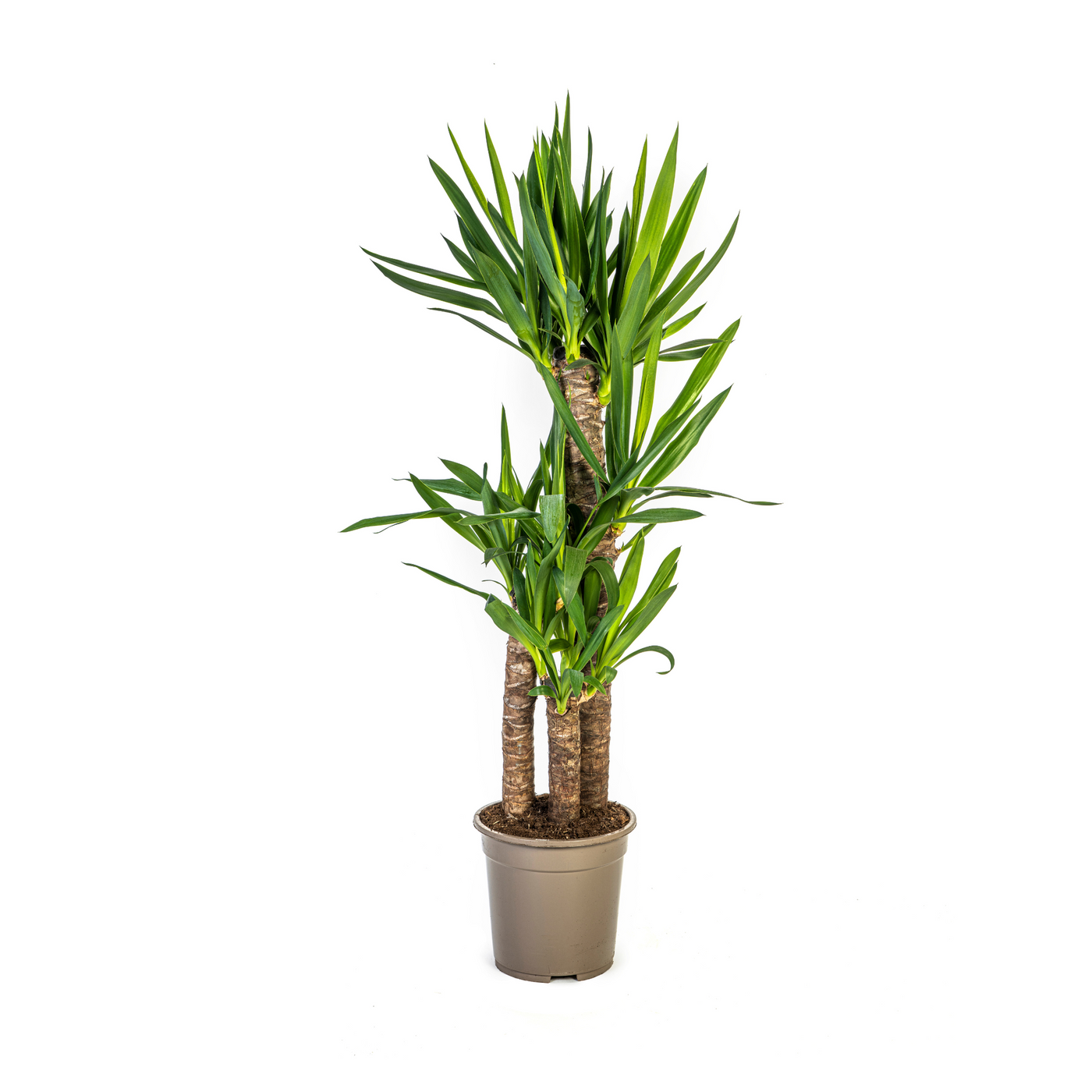 Yucca Elephantipes | Gratis verzending – Pureplant