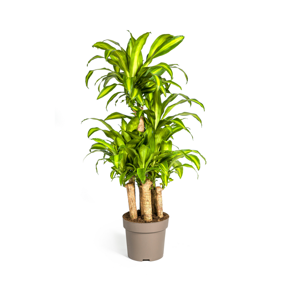 Dracaena Fragrans Massangeana Carrousel, plant in pot