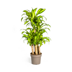Dracaena Fragrans Massangeana Carrousel, plant in pot