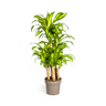 Dracaena Fragrans Massangeana Carrousel