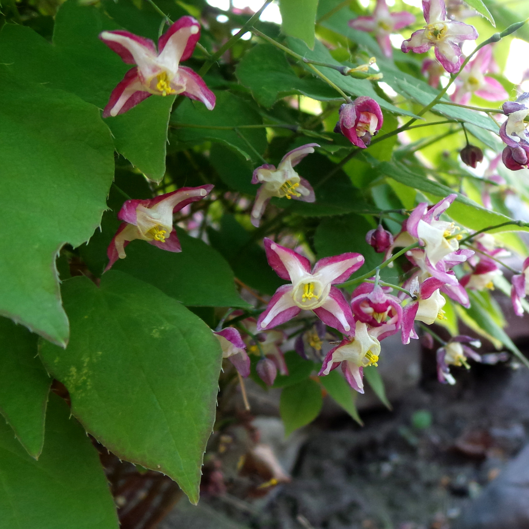Epimedium rubrum, plant in pot
