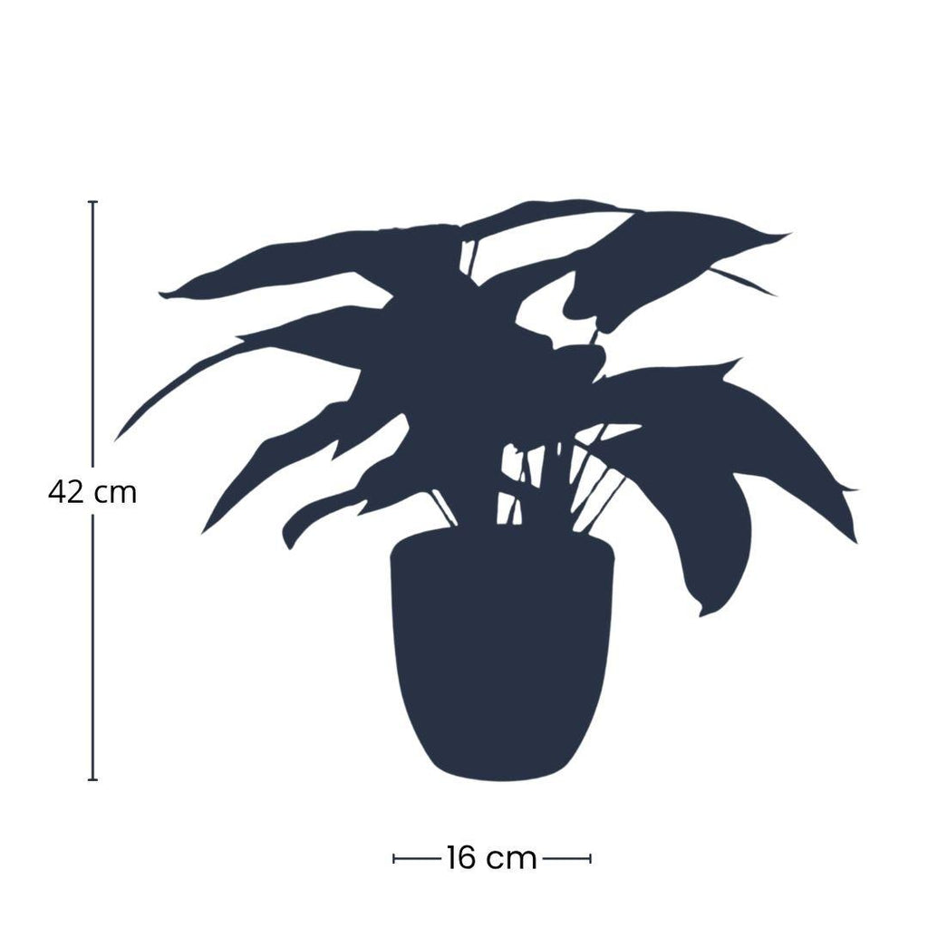 Calathea Zebrina in zwarte pot, kenmerkend blad