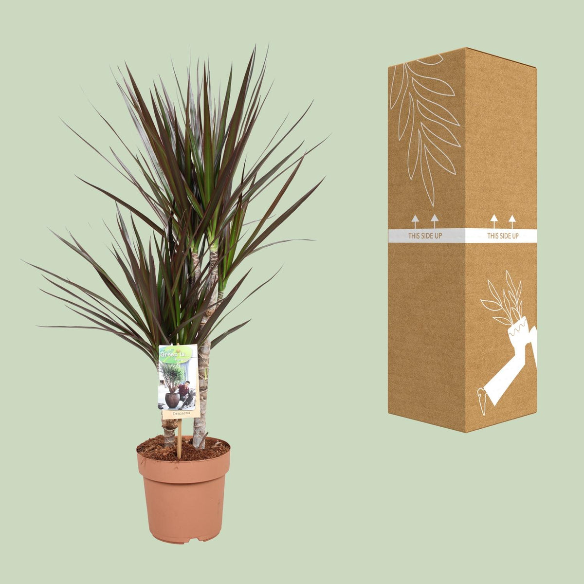 Detailfoto van Dracaena Magenta