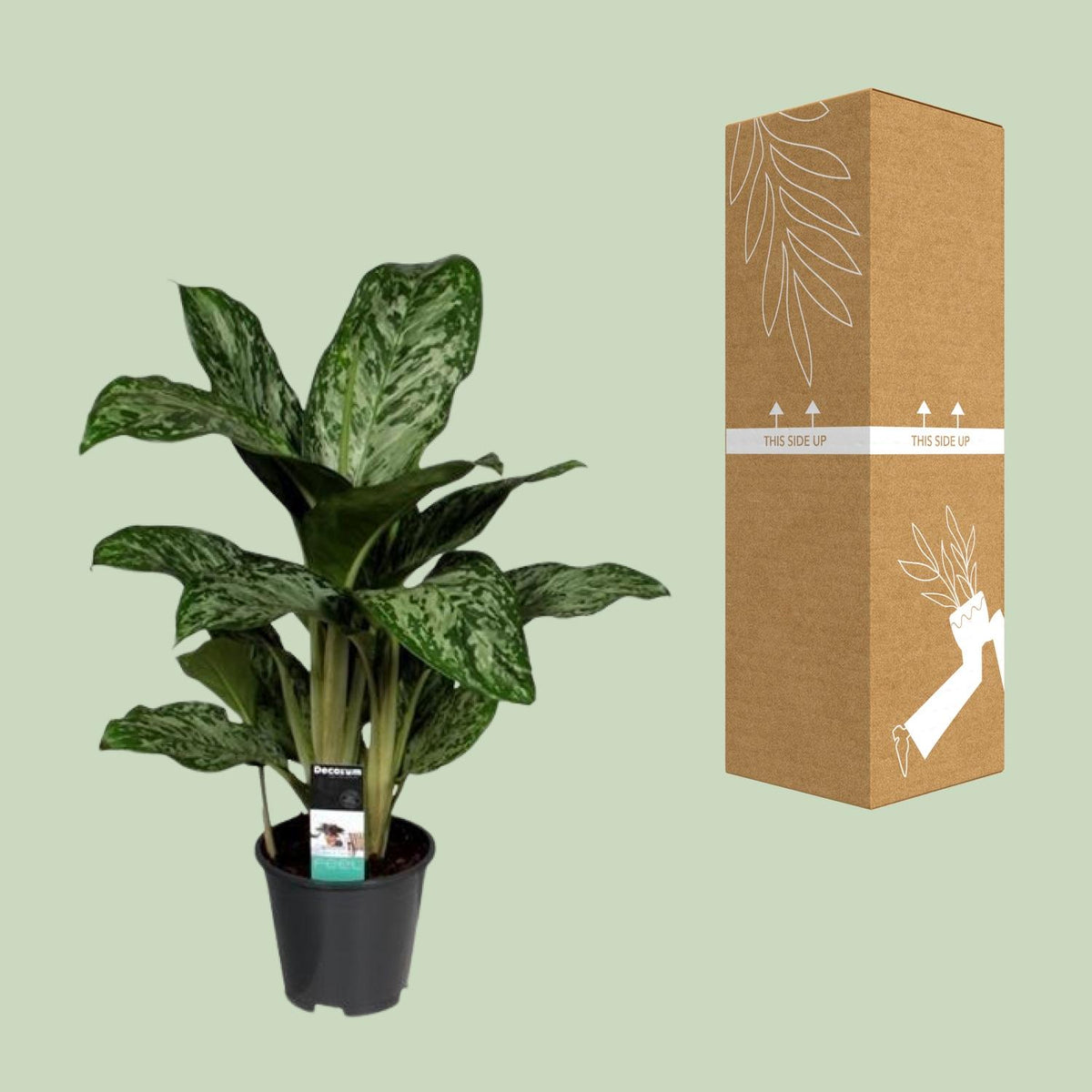 Detailfoto van Aglaonema Greenlight (Decorum)