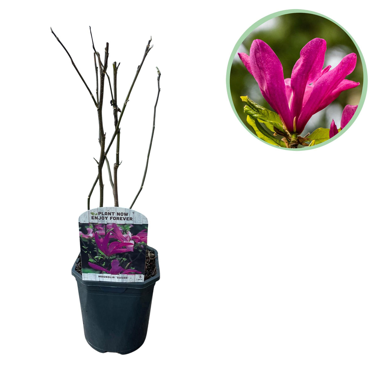 Magnolia Susan, plant in pot