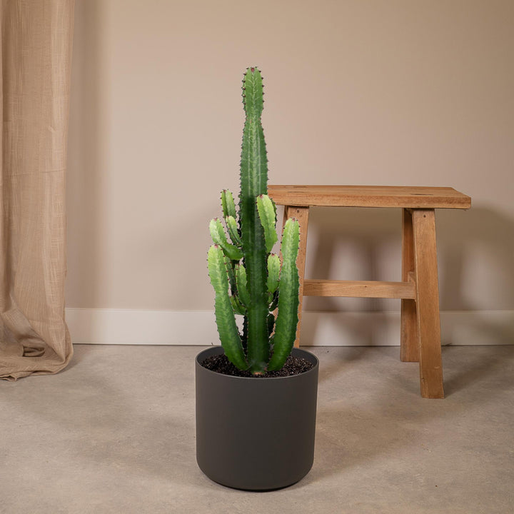 Euphorbia acrurensis, kandelaarvormige stengels, 60 cm hoog