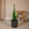Euphorbia acrurensis, kandelaarvormige stengels, 60 cm hoog