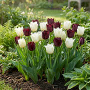 Tulp Breakdance mix bloembollen, foto 2