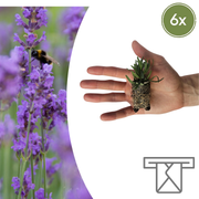 Lavendel Lavandula &