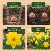 Gele narcissen bloembollen, foto 4
