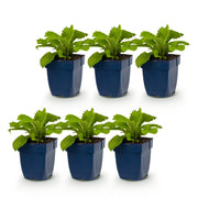 Digitalis Tricolour - Vingerhoedskruid - Schaduw - Roze - Paars - Wit - 6 Planten