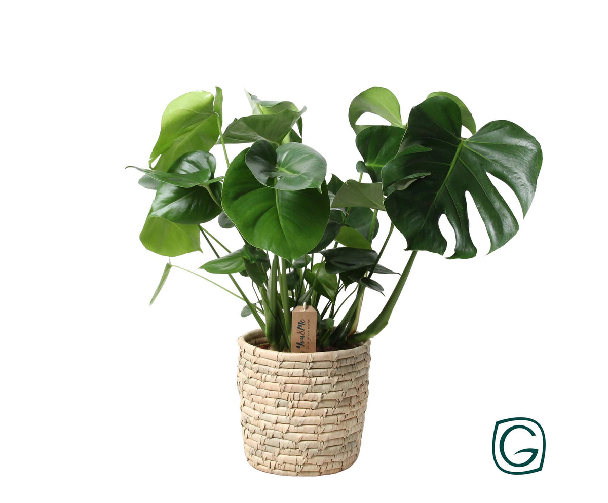 Detailfoto van Monstera in mand - palmblad