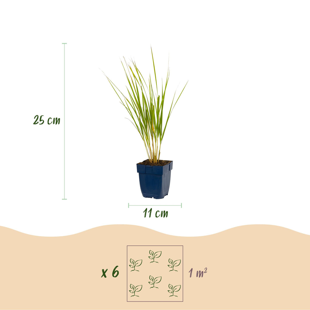 Calamagrostis Karl Foerster - Struisriet - Met Pluim - Groen, kenmerkend blad