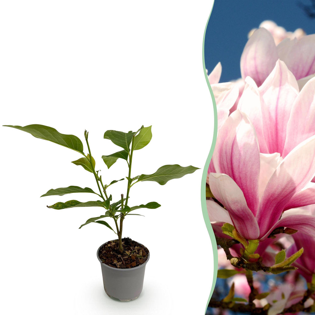Magnolia soulangeana, detail van het blad