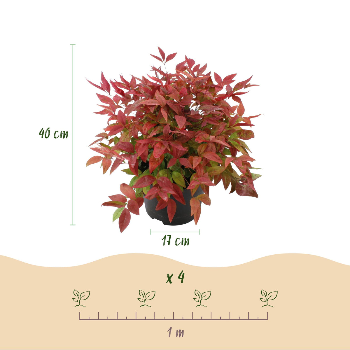 Nandina Blush Pink, kenmerkend blad