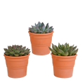 Echeveria mix, 3 stuks in Ø10,5 cm pot