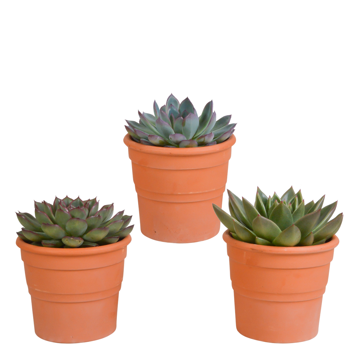 Productafbeelding van Pureplant