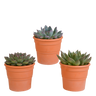Echeveria mix
