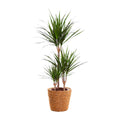 Productfoto van Dracaena Marginata