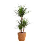 Productfoto van Dracaena Marginata