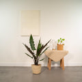 Alocasia Lauterbachiana, 80 cm hoog
