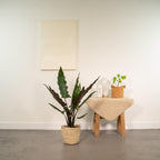Alocasia Lauterbachiana, 80 cm hoog