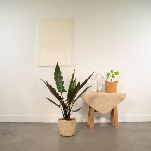 Productfoto van Alocasia Lauterbachiana