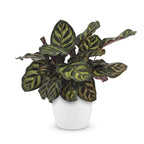 Calathea Makoyana - Pauwenplant met witte pot, detail van het blad