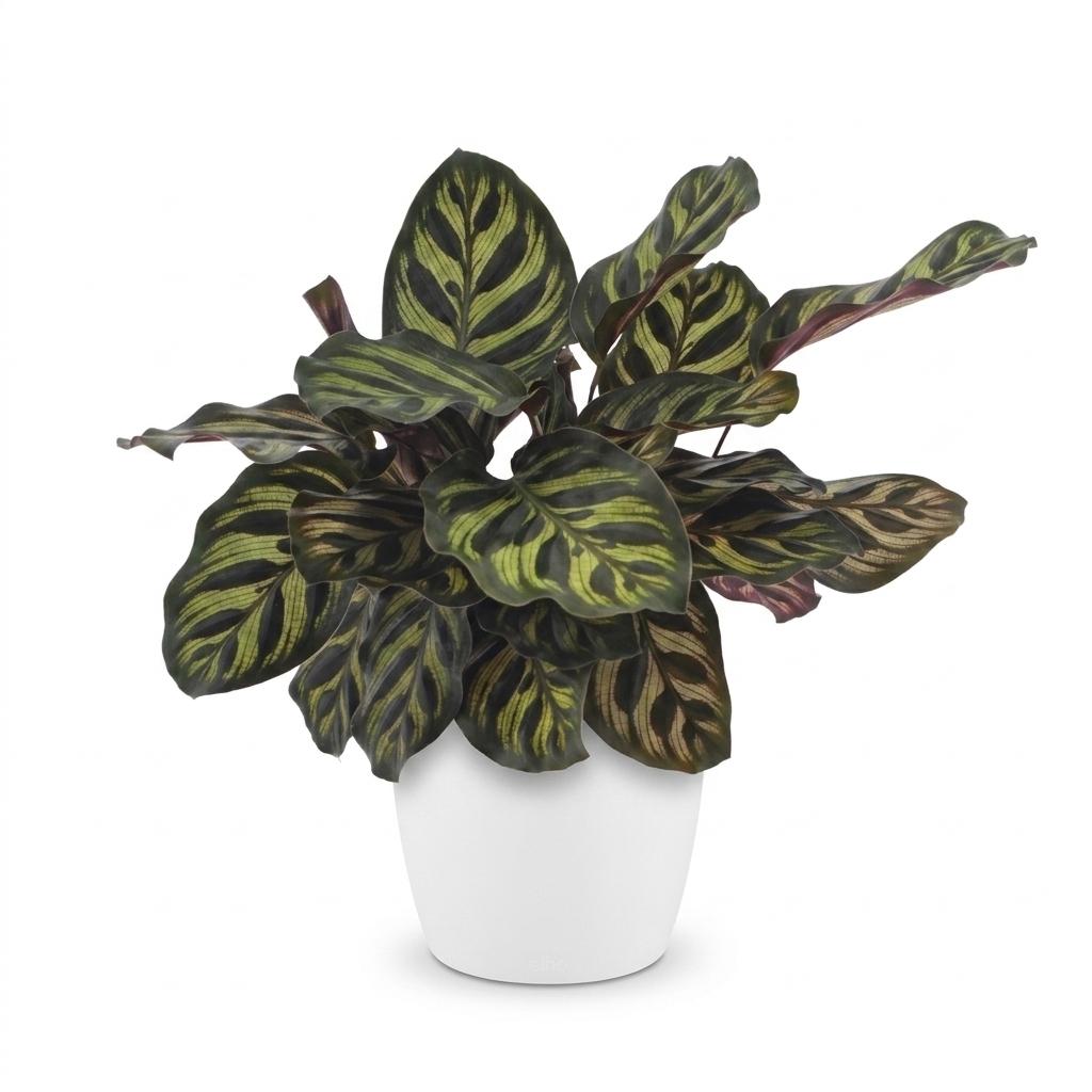 Calathea Makoyana - Pauwenplant met witte pot, detail van het blad