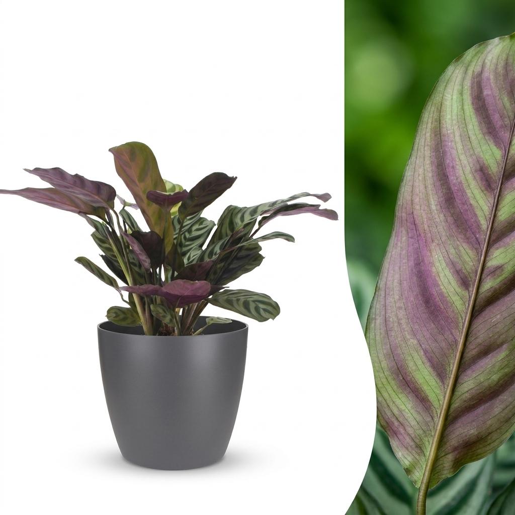 Ctenanthe Burle Marxii - Visgraatplant - met grijze pot, detail van het blad