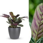 Ctenanthe Burle Marxii - Visgraatplant - met grijze pot, detail van het blad