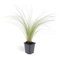 Siergras Ponytails, fijn pluizig gras voor de border, plant in pot