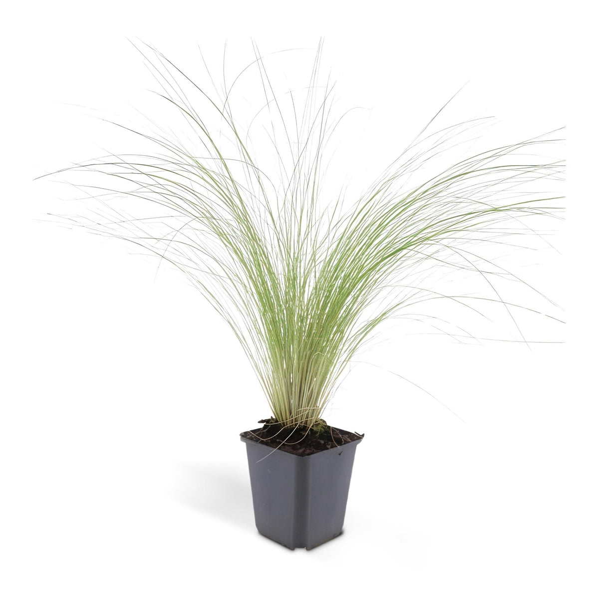 Siergras Ponytails, fijn pluizig gras voor de border, plant in pot