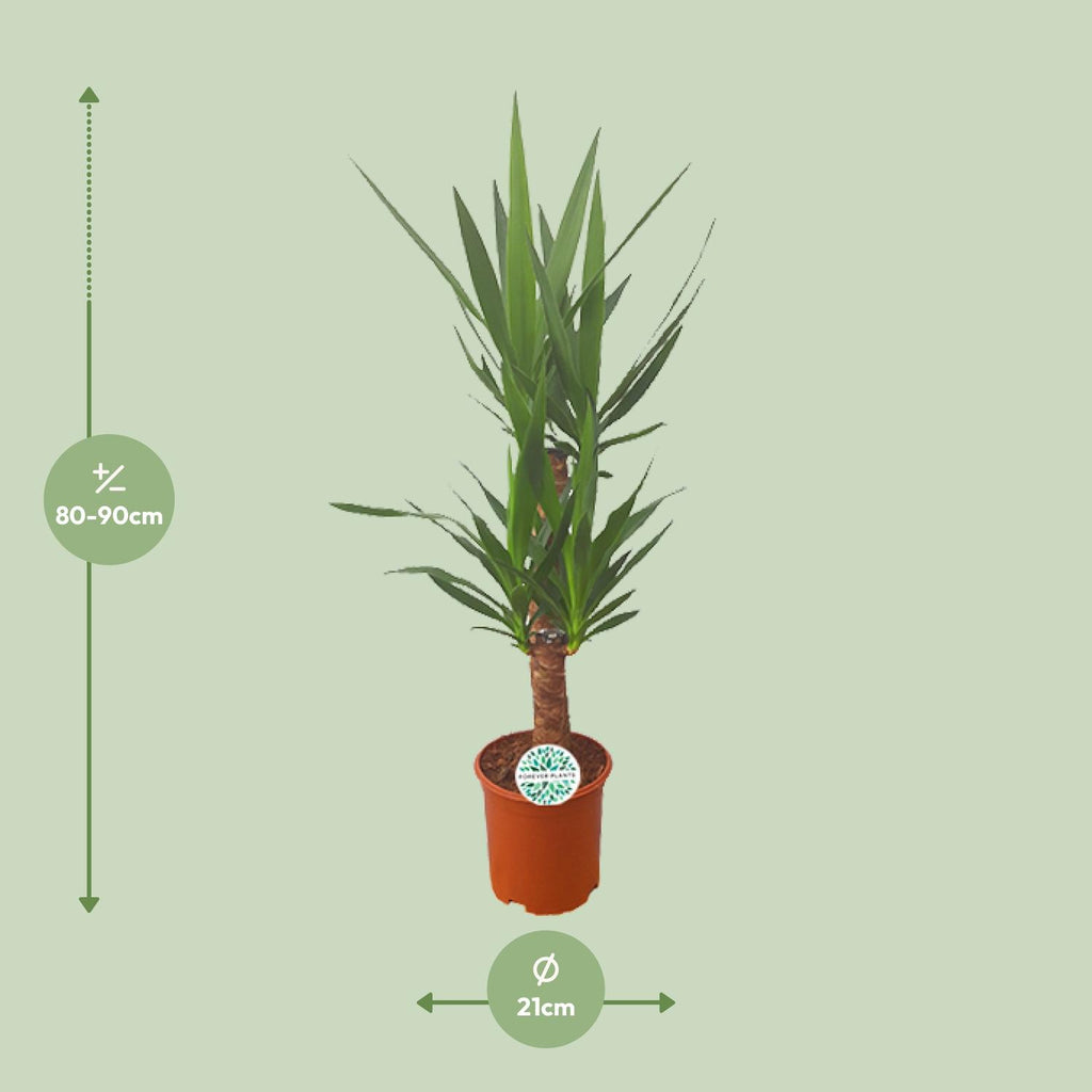 Yucca, detail van het blad