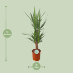 Yucca, detail van het blad