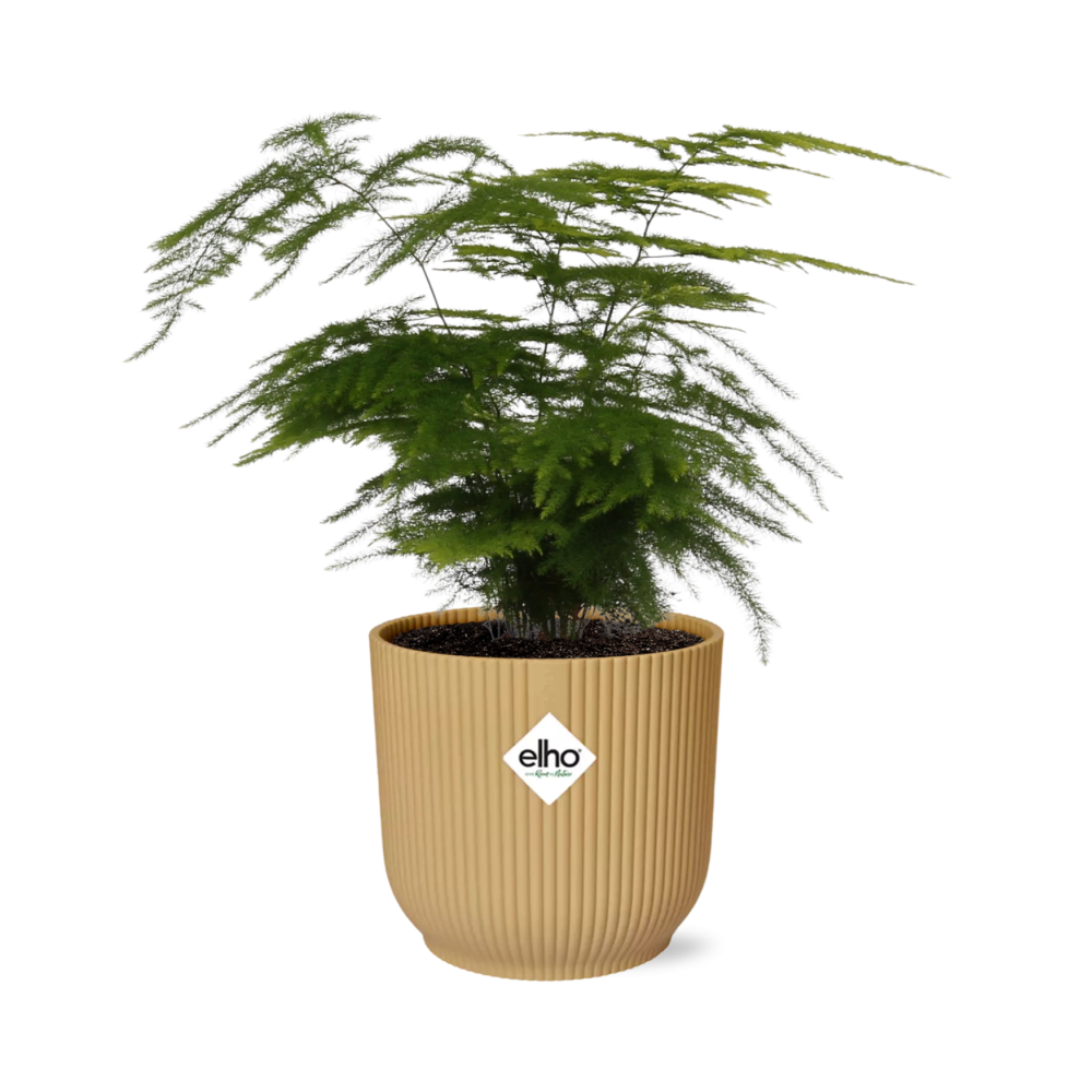 Productfoto van Asparagus Setaceus ‘Plumosus’ in ELHO Vibes Fold 14cm geel