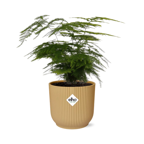 Productfoto van Asparagus Setaceus ‘Plumosus’ in ELHO Vibes Fold 14cm geel
