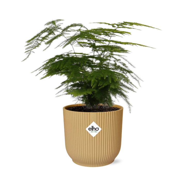 Asparagus Setaceus ‘Plumosus’ in ELHO Vibes Fold 14cm geel