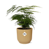 Asparagus Setaceus ‘Plumosus’ in ELHO Vibes Fold 14cm geel