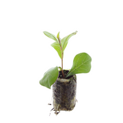 Loodkruid Ceratostigma pluggen voor de najaarstuin, 6 stuks
