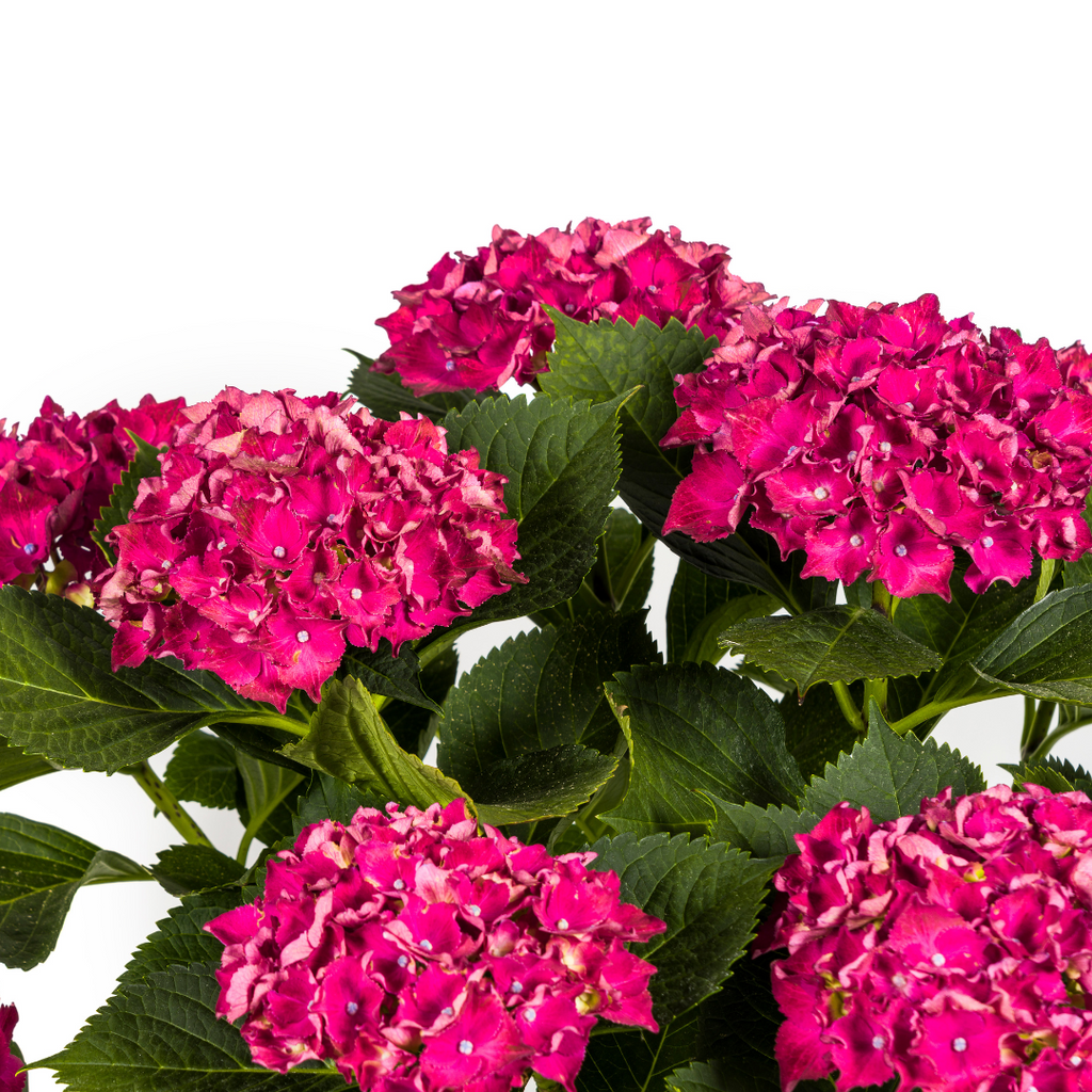 Productafbeelding van Pureplant