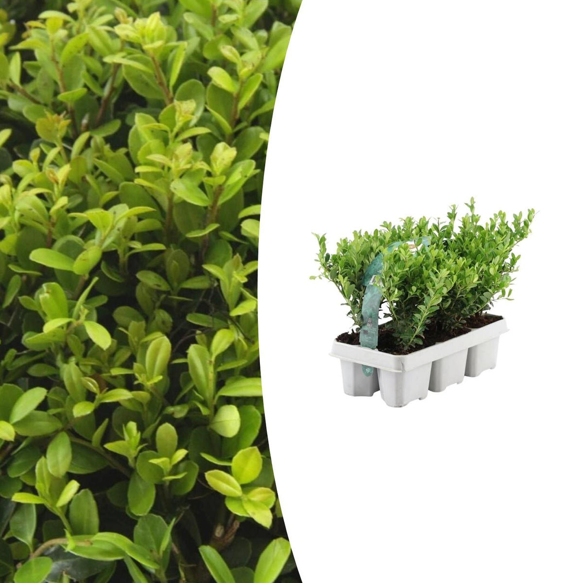 Set van 6 Ilex crenata 'Jenny', detail van het blad