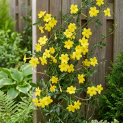 Jasminum nudiflorum - winterjasmijn - set van 6 - Ø9 cm