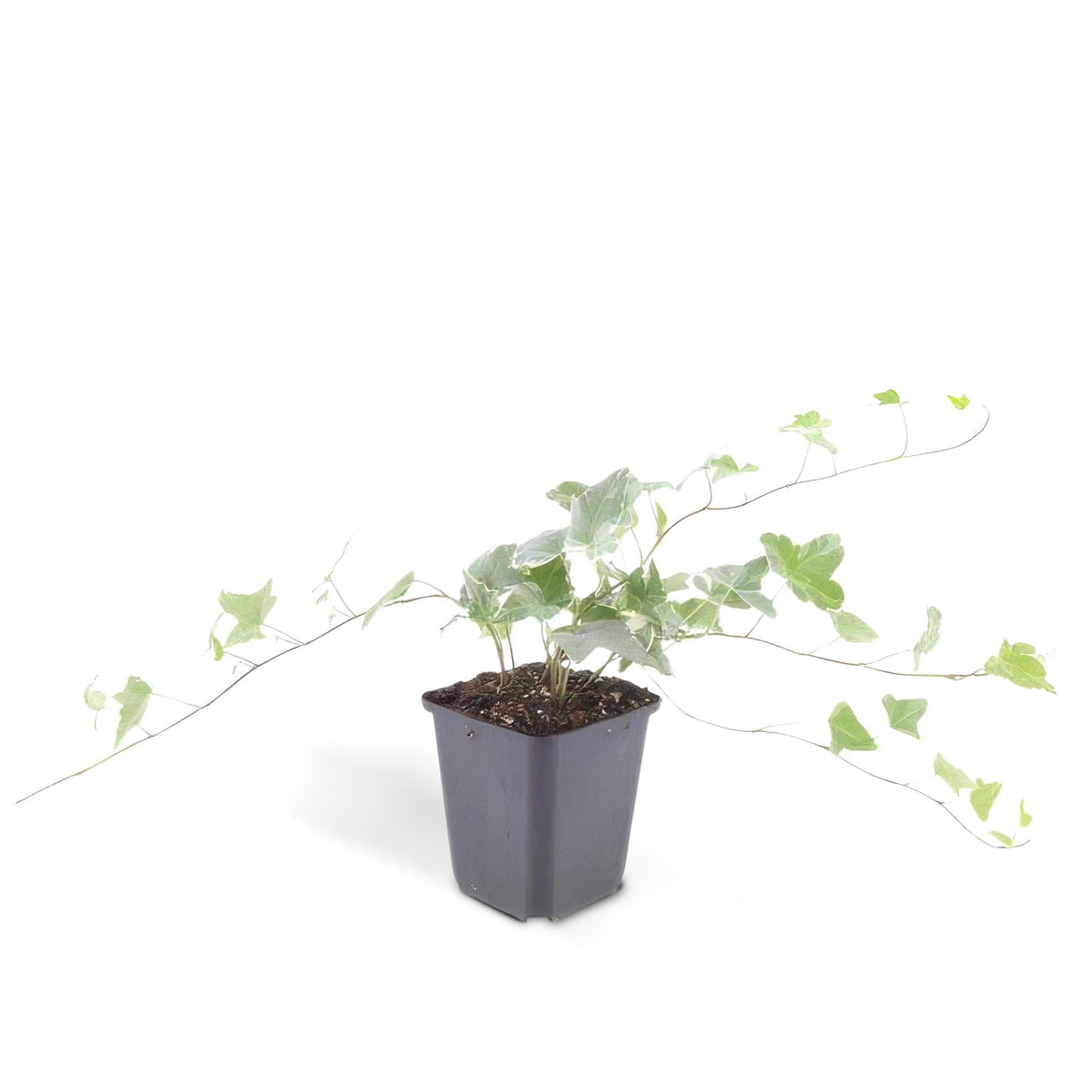 Productafbeelding van Pureplant