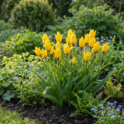 Bostulp Tulipa sylvestris bloembollen, geel, foto 2