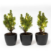 Mini-kerstbomen in pot Boule antraciet, 20 leds, set van 3