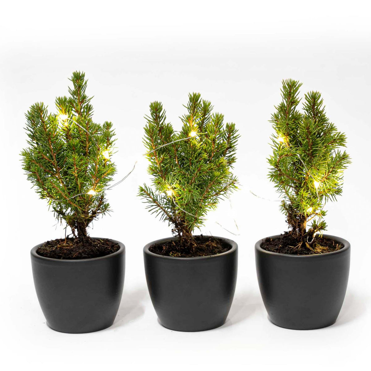 Productfoto van Mini-kerstbomen in pot Boule antraciet, 20 leds, set van 3