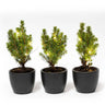 Mini-kerstbomen in pot Boule antraciet, 20 leds, set van 3